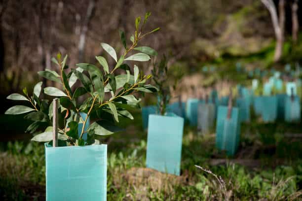 Planting Trees