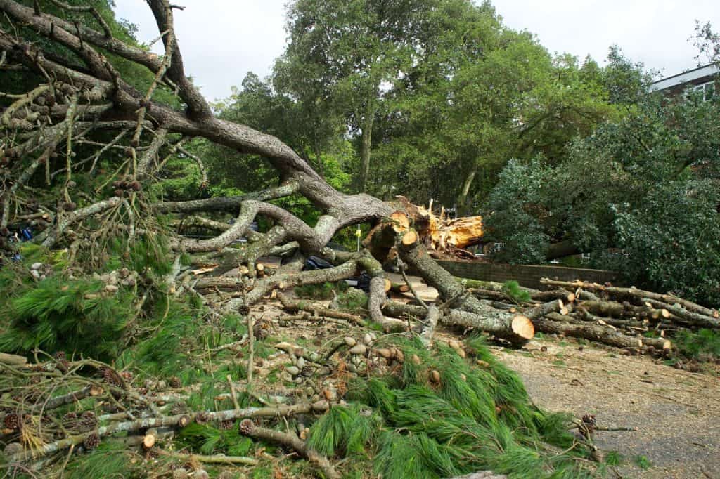 Tree Removal